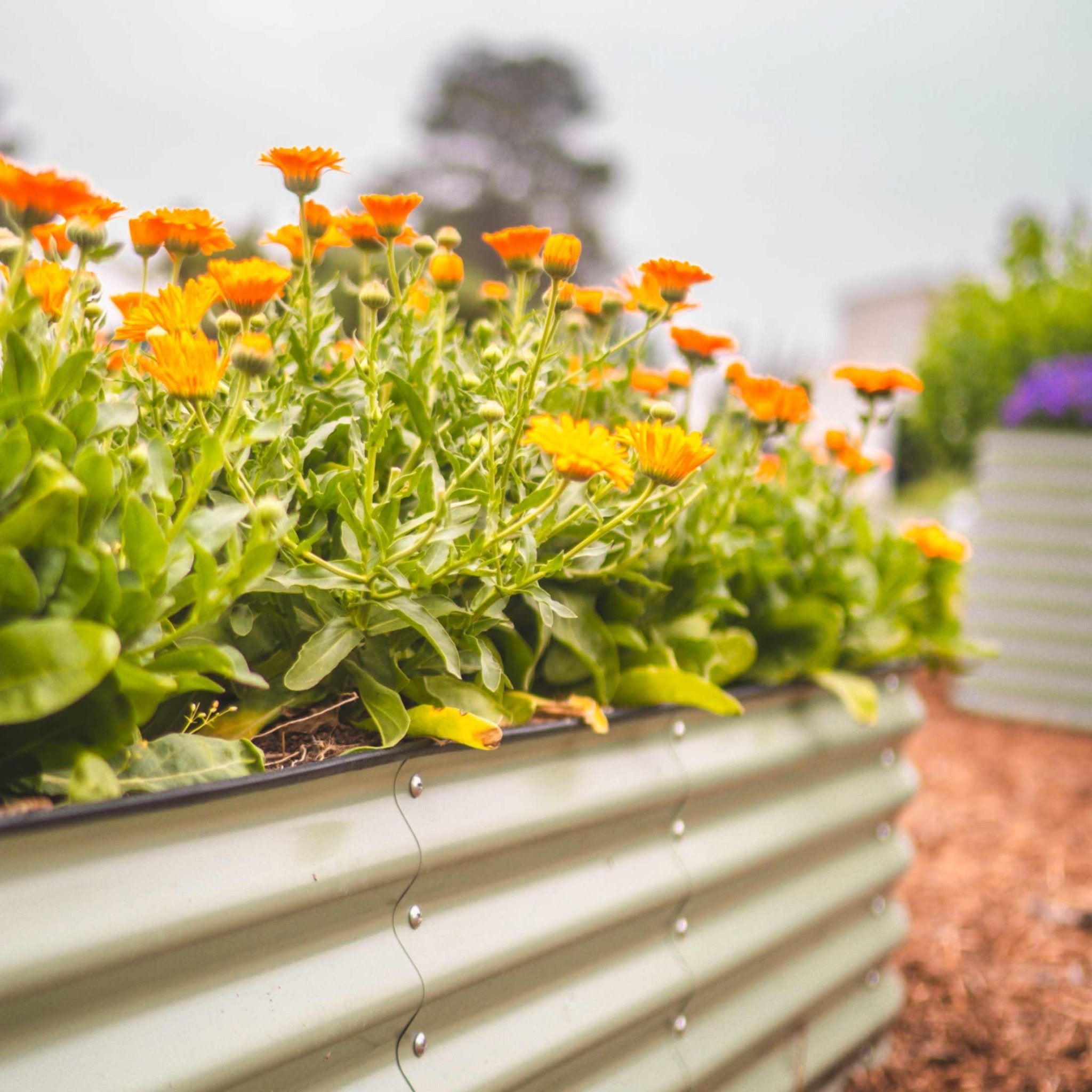 17" Tall 4 In 1 Small Modular Metal Raised Garden Bed Kit - thewrightstore